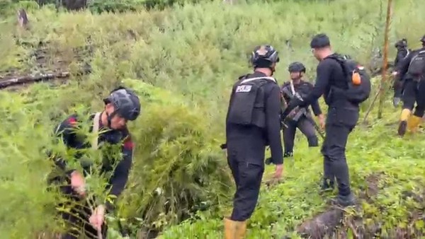 Bareskrim “Bongkar” Ladang Ganja di Gayo Lues
