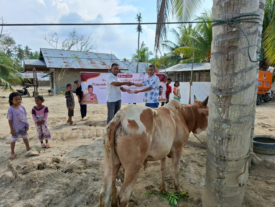 Kwarda Aceh Salurkan 11Ekor Sapi Bantuan Kwartir Nasional